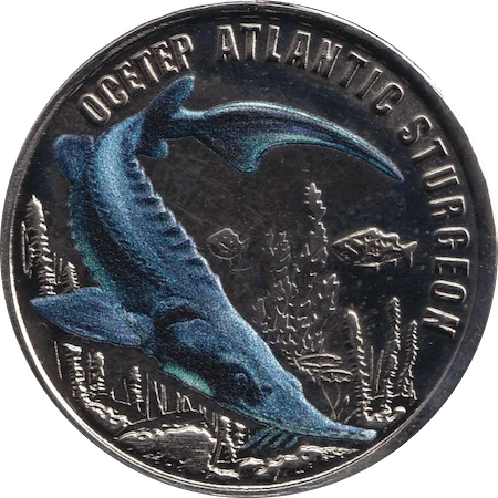 Acipenser obverse
