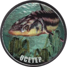 Осетер аверс