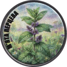 М'ята перцева аверс