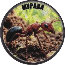 Мураха аверс