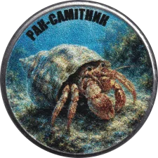Рак-самітник аверс