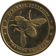 Трахуза опушена аверс