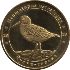 Кулик-сорока аверс