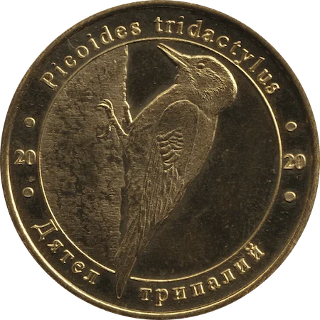 Дятел трипалий аверс