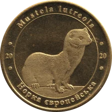 Норка європейська аверс